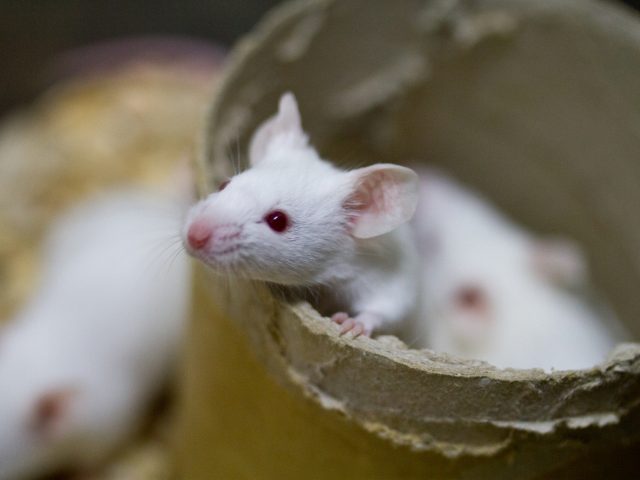 Ученые придумали, как загладить вину перед лабораторными мышами
