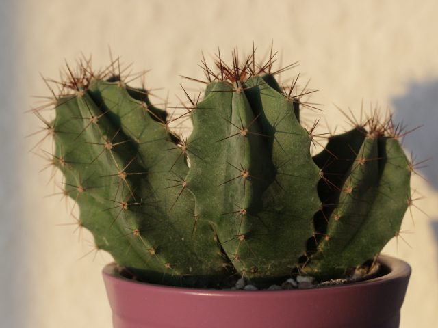 Кактусы вместо детей: миллениалы ударились в ботанику