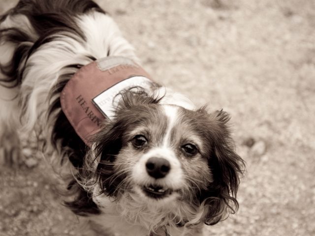 В Англии живодеров будут сажать на срок до пяти лет