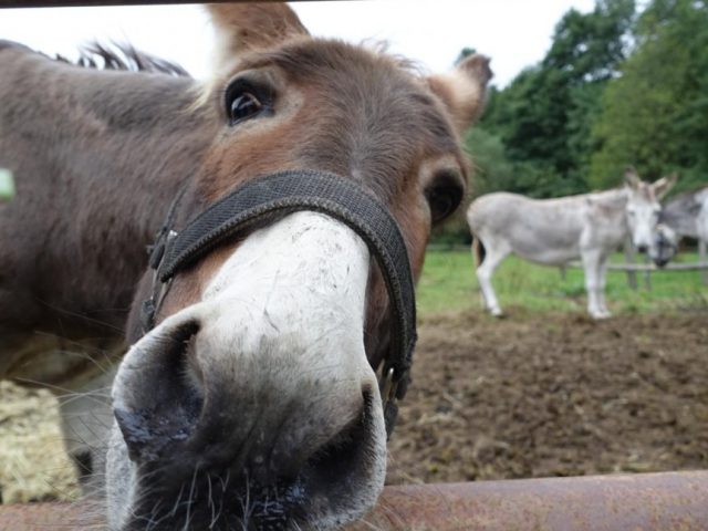 История: в Германии судят ослика, который пожевал гоночный автомобиль за € 300 000