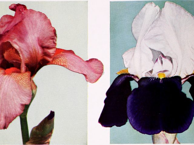 Нобелевской премии по медицине удостоились исследователи «биологических часов»