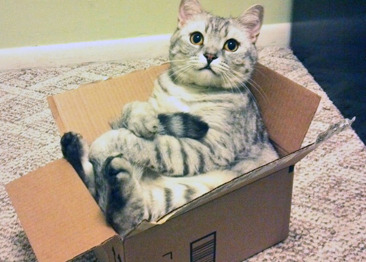 Почему коты так любят коробки — Нож