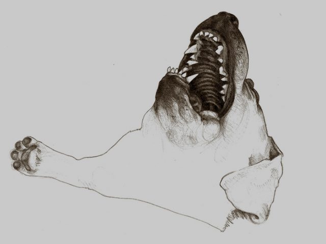 Праздник эгоизма: имеют ли люди моральное право заводить домашних животных