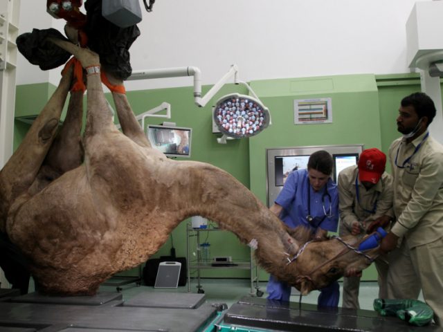 В Дубае открыли первую в мире больницу для верблюдов