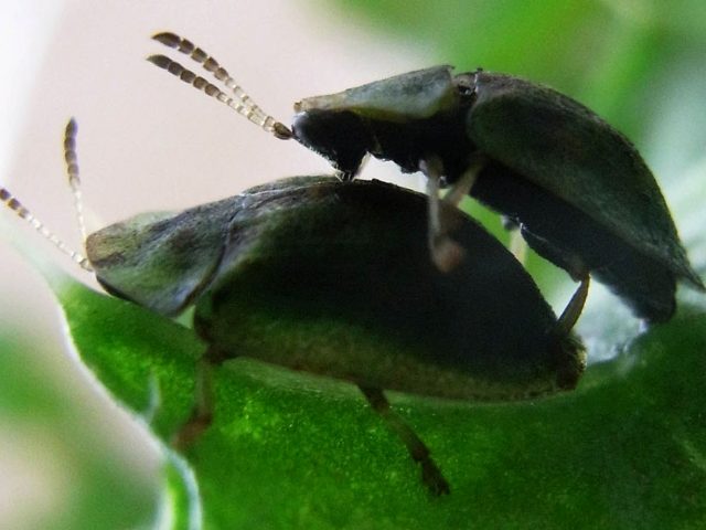 Пенис жука-листоеда вдохновил разработчиков медицинского оборудования