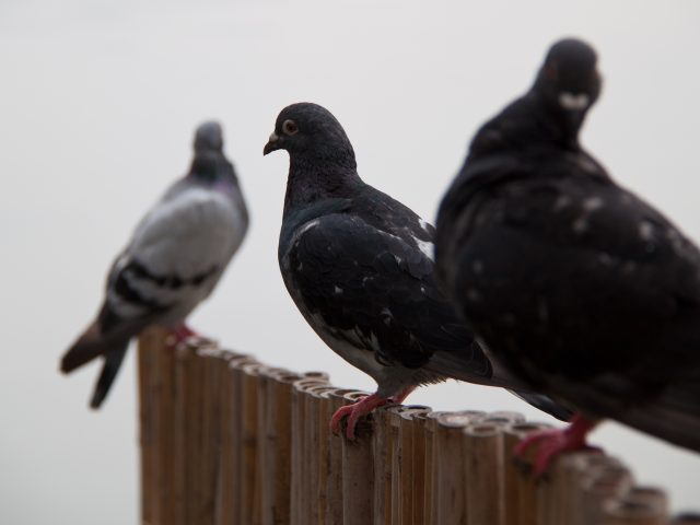 Голуби не такие тупые: они понимают абстракции