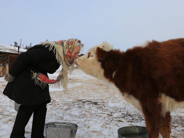 История: пенсионерка-фигуристка пасет коров, рассекая по льду Байкала