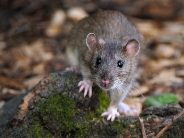 Ученые заявили, что смартфоны безвредны для человека