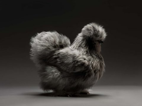 Фотоальбом: Лучшие петушки мира