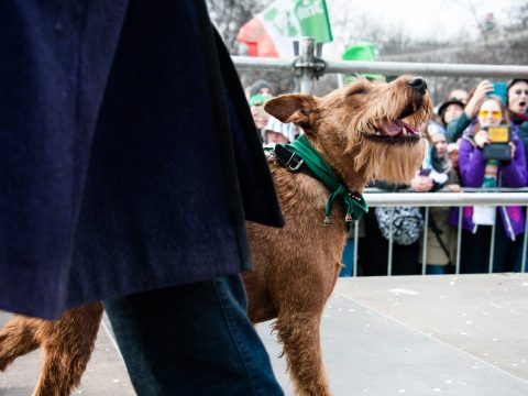 В Москве начинается фестиваль ирландской культуры