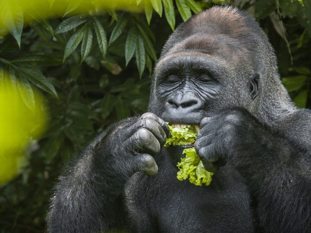 Ученые рекомендовали «диету гориллы» для долголетия