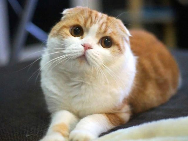 На фоне падения рубля россияне инвестируют в котов