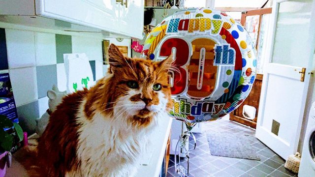 История: самому старому коту в мире исполнилось 30 лет — Нож