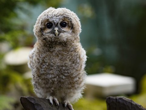 Находка: центры помощи диким животным в России