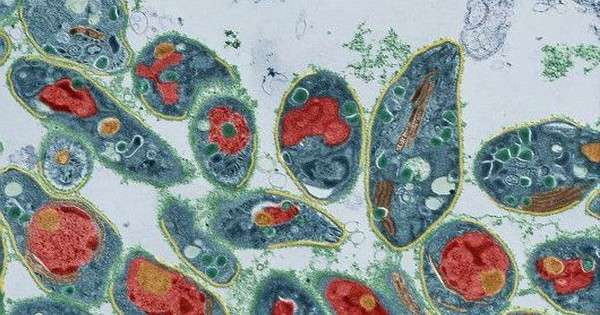 Ученые связали склонность к предпринимательству с заражением паразитами