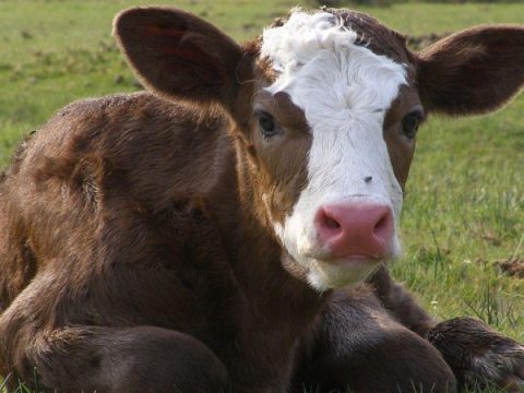 В Якутии поят спиртным телят, впавших в депрессию