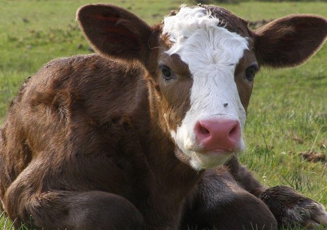 В Якутии поят спиртным телят, впавших в депрессию
