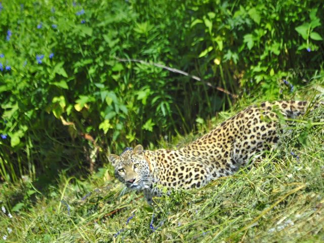В Адыгее волонтеры-экологи проложили «Тропу леопарда» — маршрут, посвященный исчезающему виду