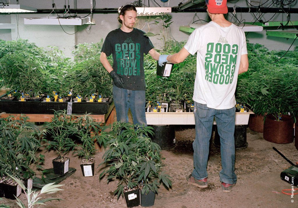 Как влияет марихуана на психику как сажают семена конопли
