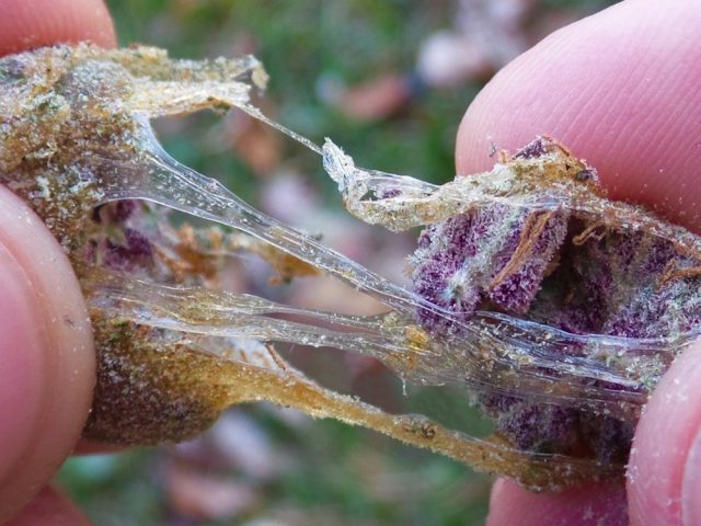 Как марихуана влияет на&nbsp;психическое здоровье и можно ли курить людям с психическими расстройствами