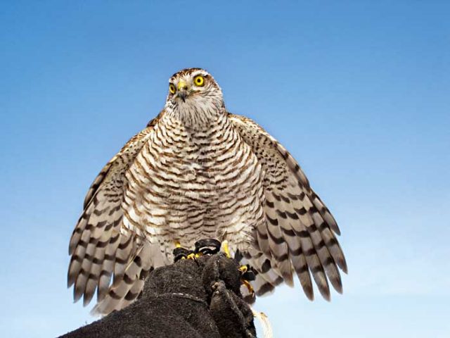 Голова вместо лап: ученые проверили, будут ли птицы бояться хищника-трансформера