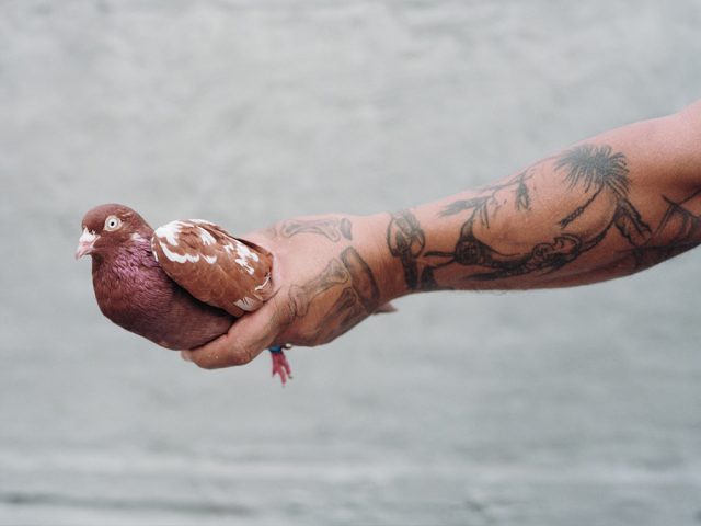 Эти гениальные птицы. Почему пернатые умнее, чем мы думаем, и что роднит их с людьми