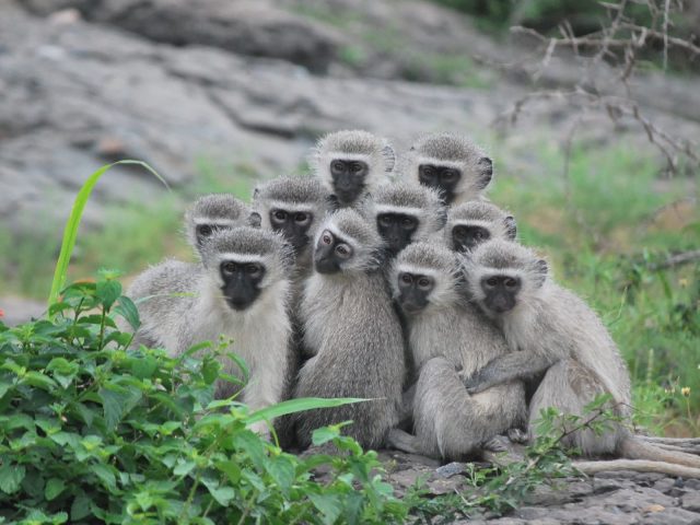 Исследование: мартышки идут наперекор самцам, даже если те правы