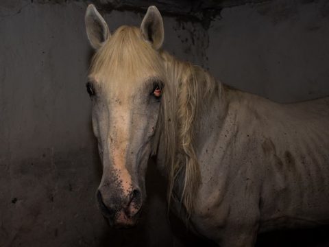В Саратовской области голодают полицейские лошади, одна из них умерла