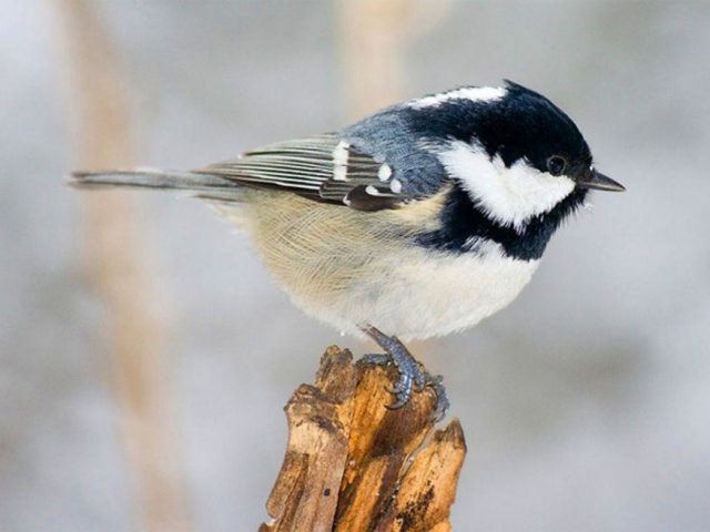 Москвичей просят наклеить на окна силуэты ястребов, чтобы спасти синиц-московок