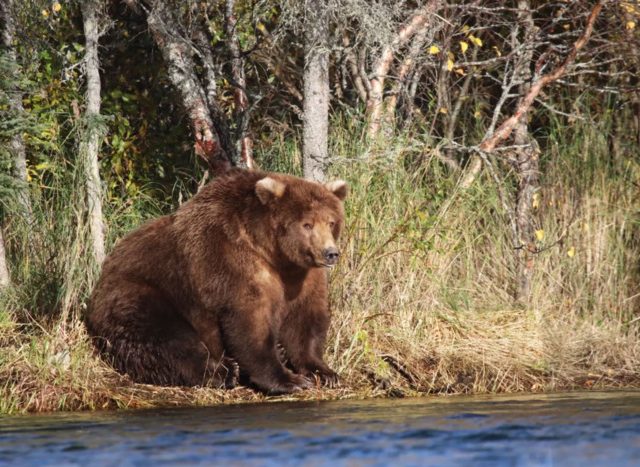 Голосование дня: Аляска выбирает самого толстого медведя