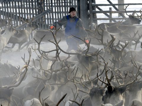 «Кочевой университет» для молодых оленеводов начнет работу в 2019 году