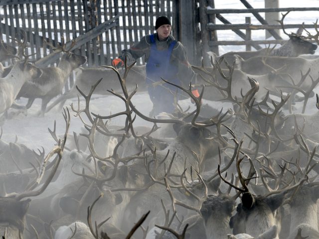 «Кочевой университет» для молодых оленеводов начнет работу в 2019 году