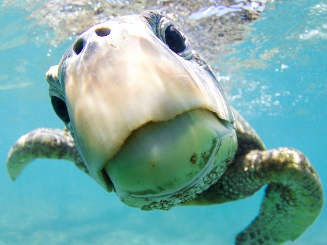 На дне: японский морской дьявол, рыбы-клоуны и рыбы-панки в фотогалерее Ocean Art 2018