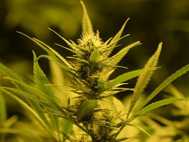 Ученые впервые создали аналог марихуаны из дрожжей