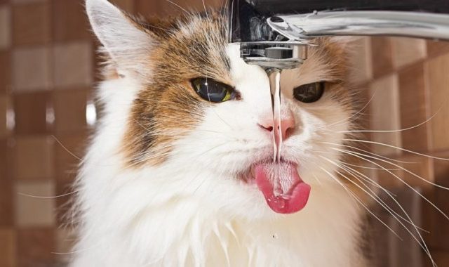 В Петербурге коты затопили соседей — они живут в квартире одни