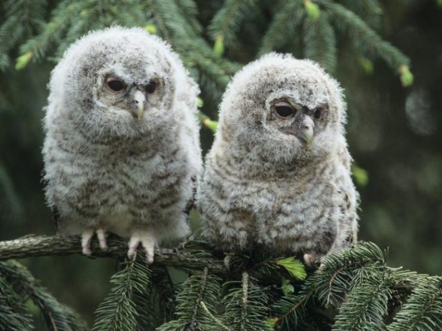Москвичей призвали не трогать совят-пуховичков в парках