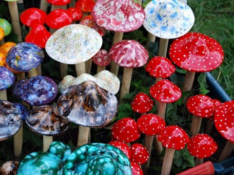 Исследование: галлюциногенные грибы повышают креативность и эмпатию