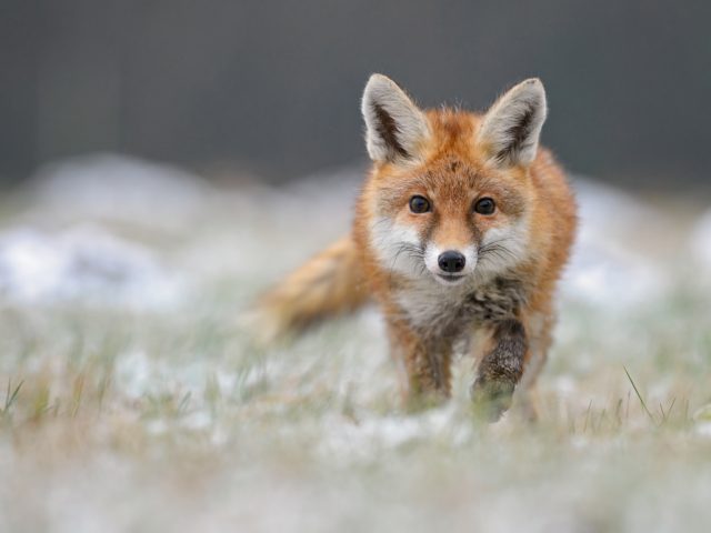 Ссылка дня: помогите российским ученым расшифровать геном новосибирских прирученных лисиц