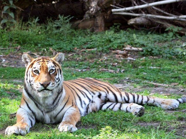 WWF запустил в соцсетях флешмоб: оживи тигра одним кликом