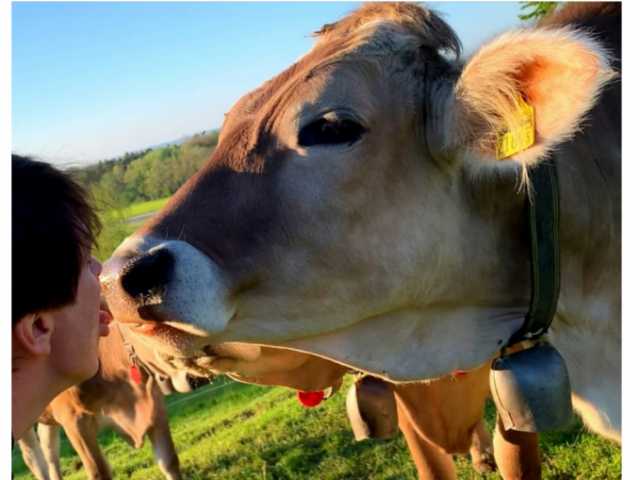 История: правительство Австрии попросило не целовать коров ради нового интернет-челленджа