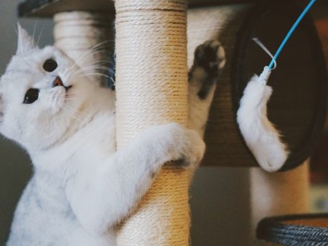 Депутаты поддержали запрет на удаление когтей у кошек