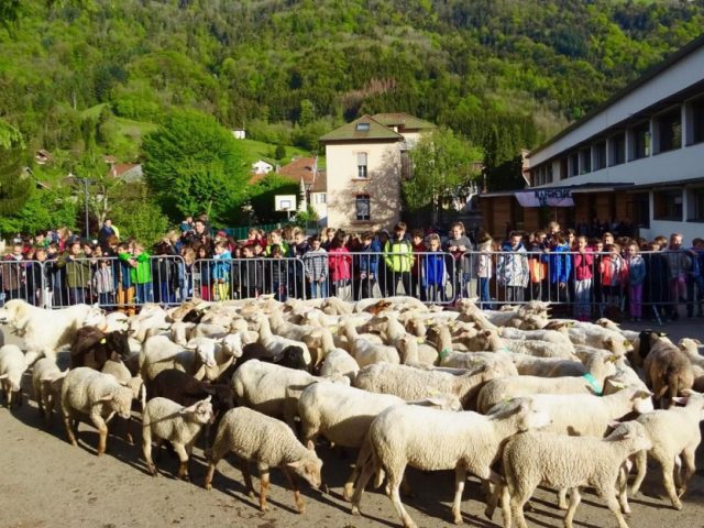 История: во Франции овец зачислили в школу, чтобы заполнить класс