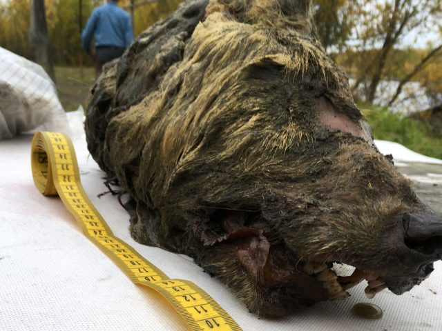 В Сибири нашли голову огромного волка, жившего 40 000 лет назад