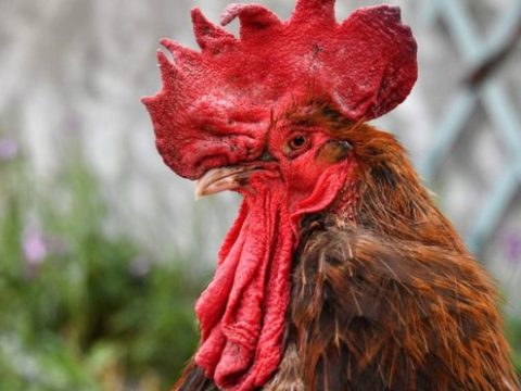 Французская пара подала в суд на соседского петуха за крики по утрам