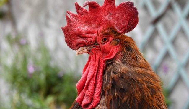 Французская пара подала в суд на соседского петуха за крики по утрам
