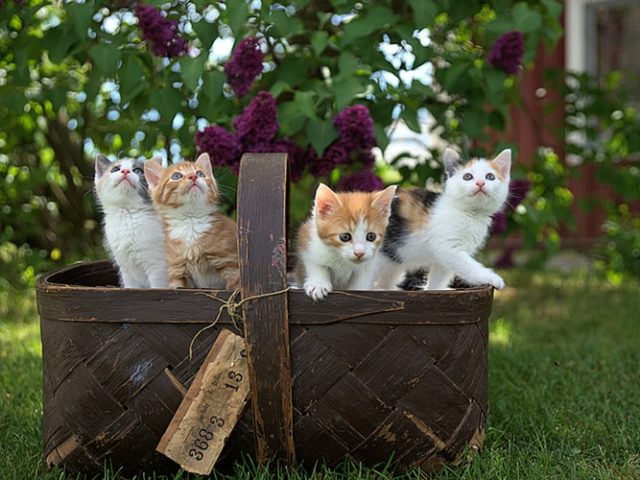 Исследование: кошки на самом деле любят людей не меньше, чем собаки