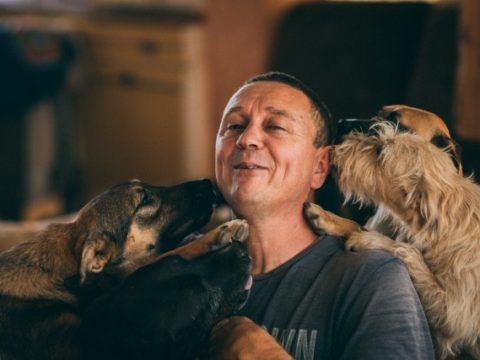 История: серб основал приют для бездомных собак и спас 1200 животных