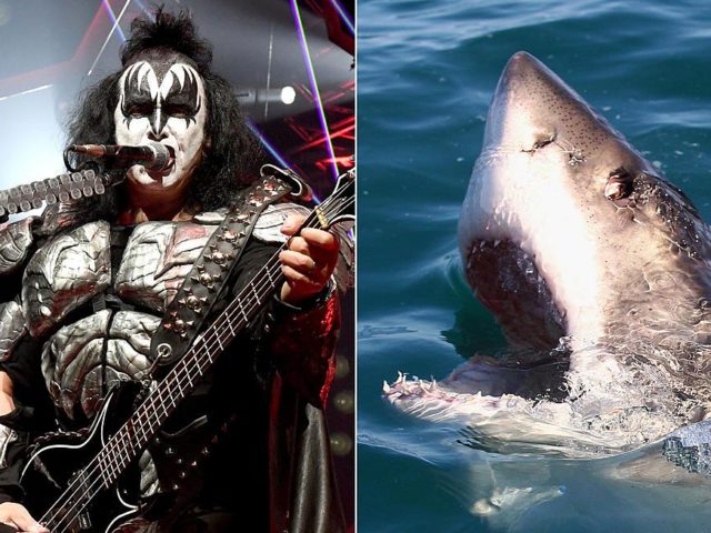 Группа KISS сыграла концерт для акул, но они на него не приплыли