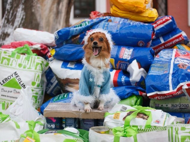 В Москве соберут #мешокдобра для бездомных животных