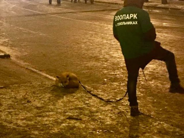 В «Сокольниках» закрыли контактный зоопарк из-за жалобы о плохом обращении с животными